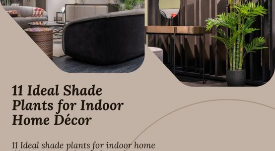 Shop what are 11 best Shade Plants for Indoor Home Décor?